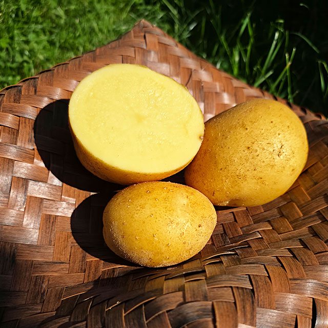 16 Kč/kg