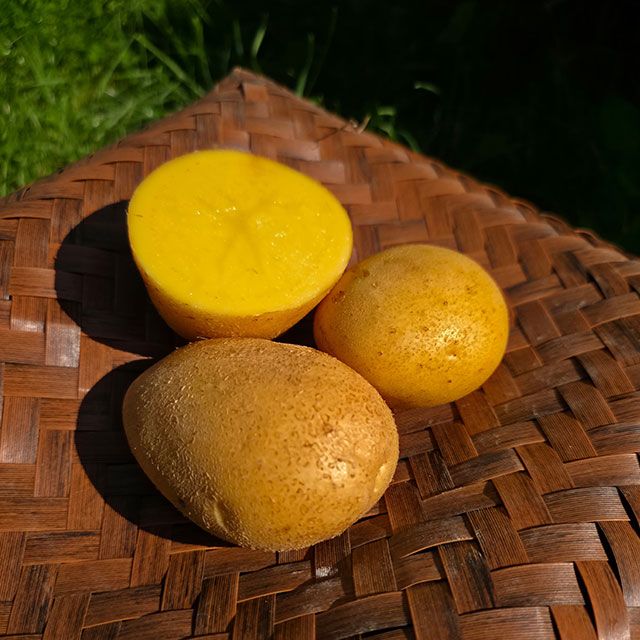 16 Kč/kg