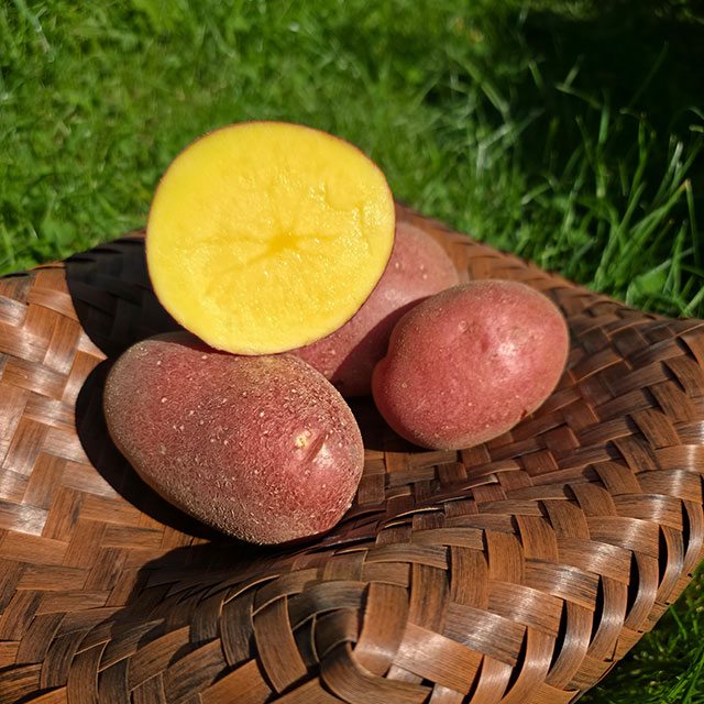 16 Kč/kg