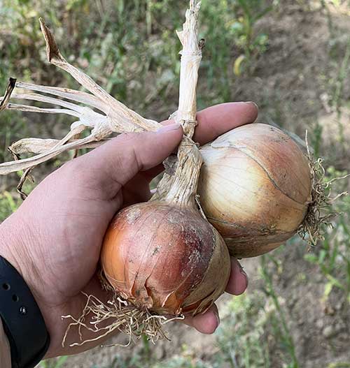 Žlutá cibule - Farma Harvan