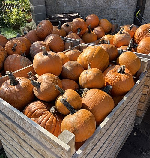 Halloweenská dýně