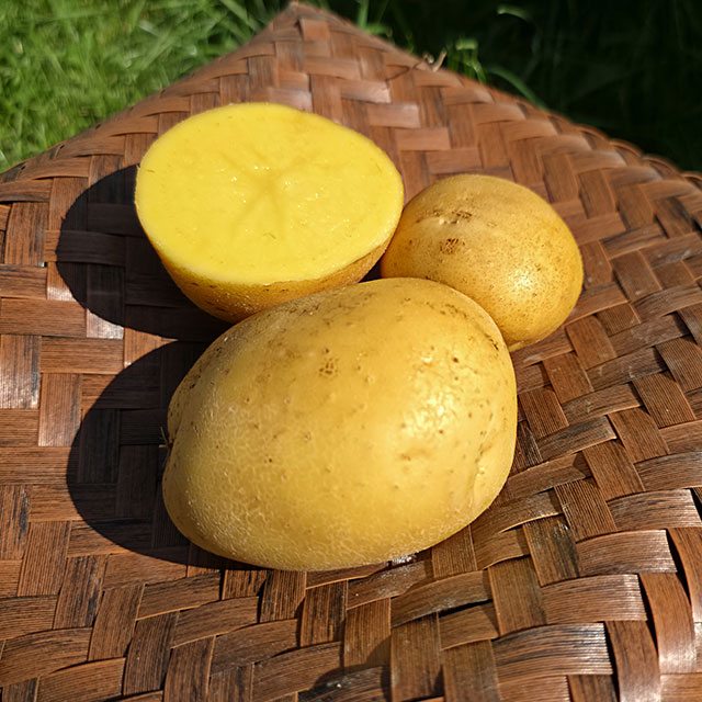 16 Kč/kg